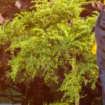Landscaping services