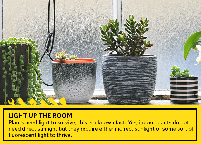 Light up the room - indoor plants