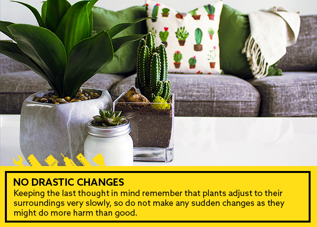 No drastic changes- indoor plants